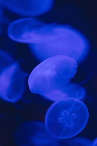 sea life blue jelly fish jellyfish